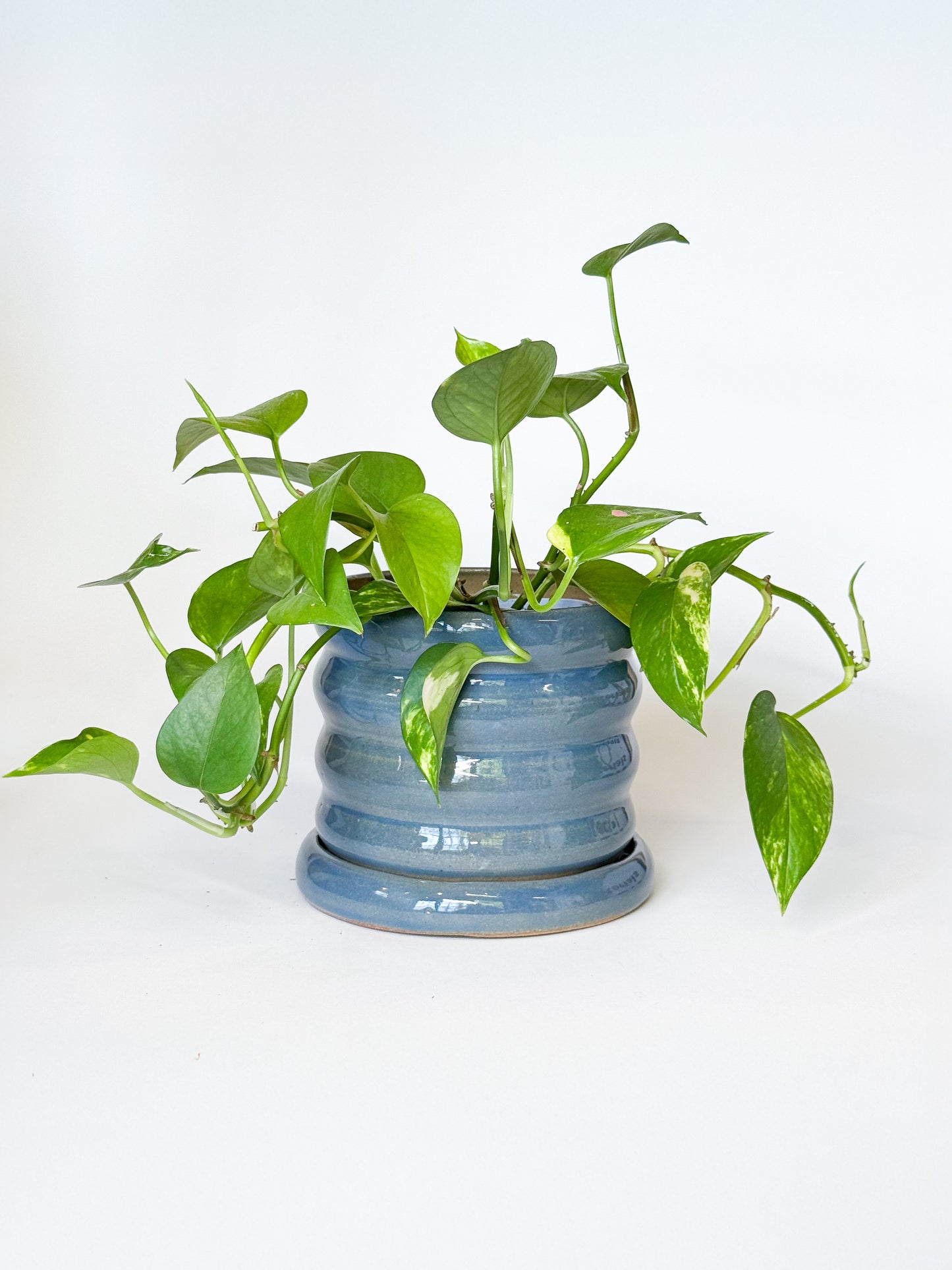 Baby Blue Bubble Planter