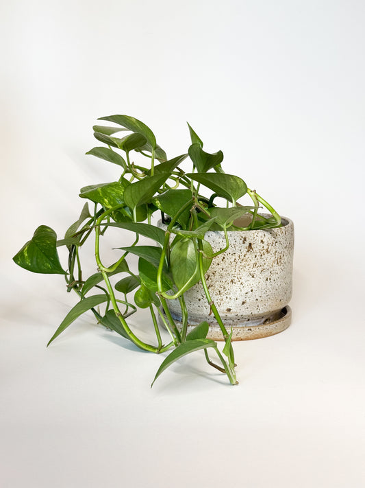 Brown Splatter Planter